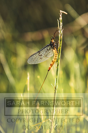 Mayfly Hatch and Brown Trout 2020-43