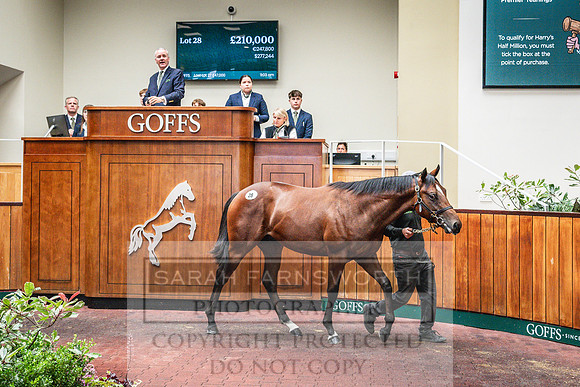 Goffs UK PY24-104