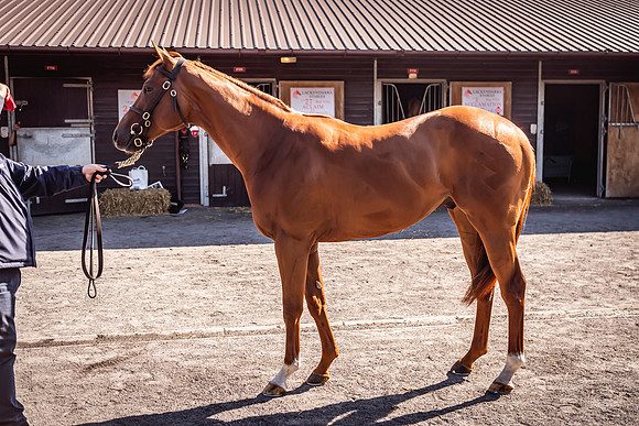 Goffs UK Breeze Up 2022-229