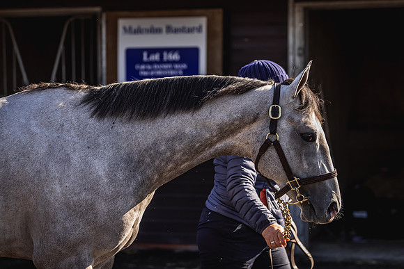 Goffs UK Breeze Up 2022-92