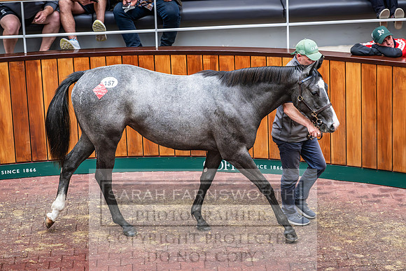 Goffs UK PY24-173