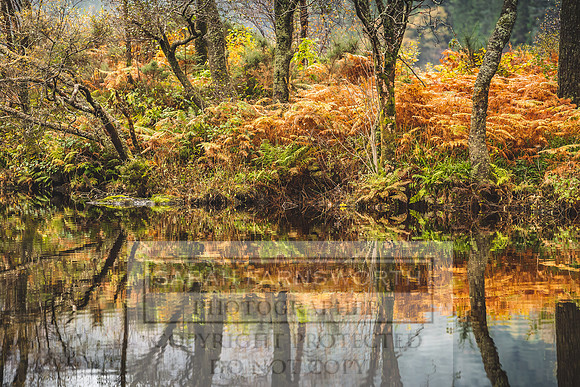 Loch Eck October 2019-4