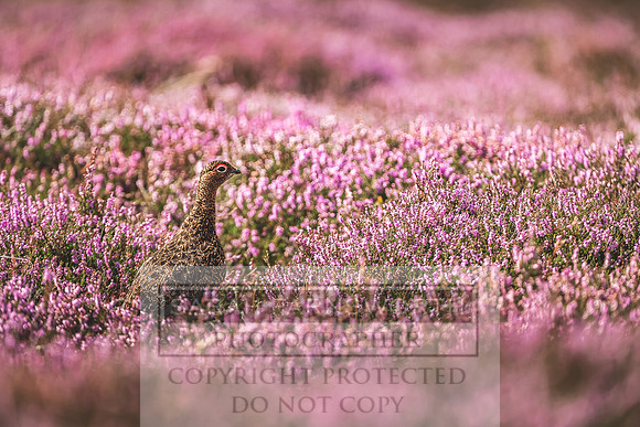 Red Grouse-10