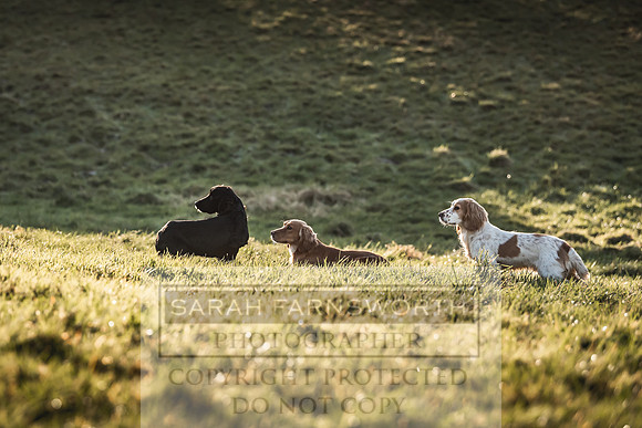 Avonmeadow Stud Dogs-60