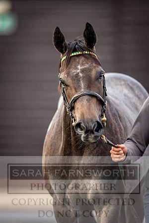 Goffs UK Premier Yearling Sale 2023-276