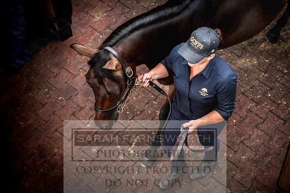 Goffs UK Premier Yearling Sale 2023-256