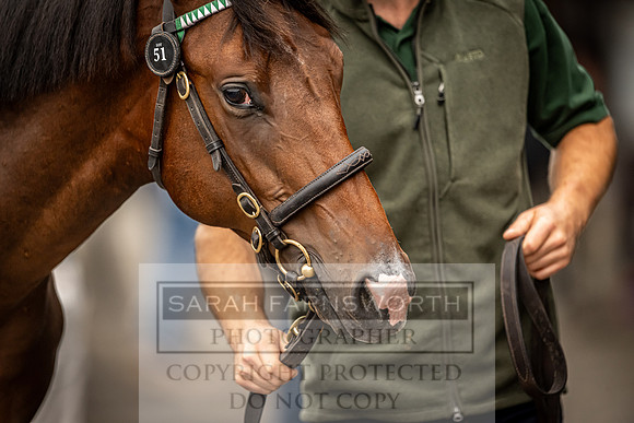 Goffs UK Premier Yearling Sale 2023-87