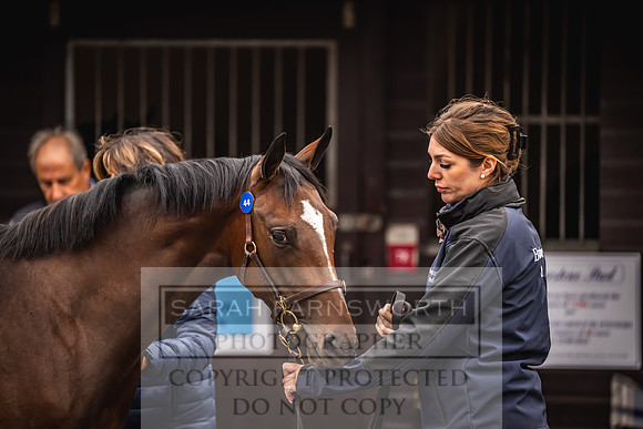 Goffs UK Premier Yearling Sale 2023-8