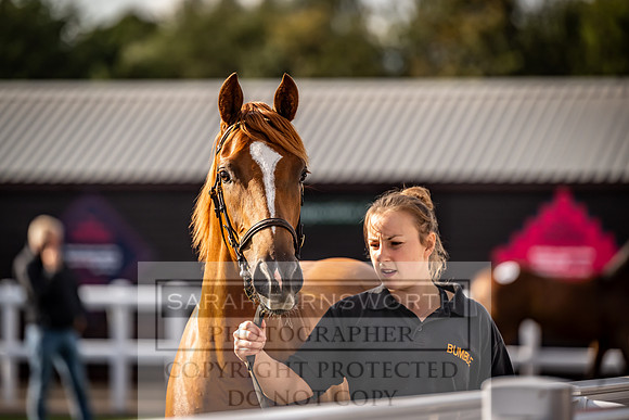 Goffs UK Premier Yearling Sale 2023-521