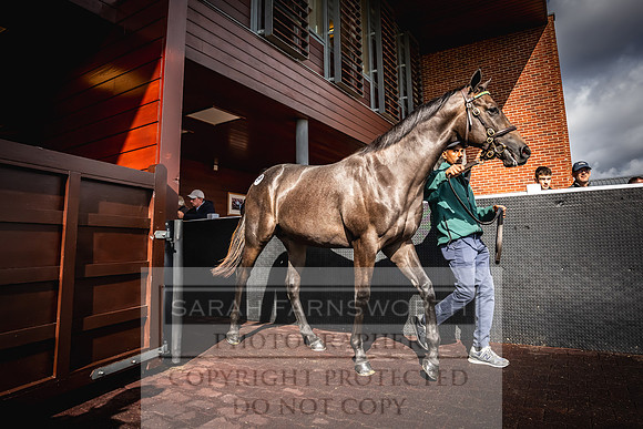 Goffs UK Premier Yearling Sale 2023-413