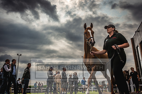 Goffs UK Premier Yearling Sale 2023-141