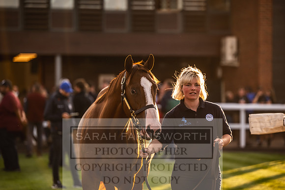Goffs UK Premier Yearling Sale 2023-318