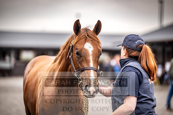 Goffs UK Premier Yearling Sale 2023-26