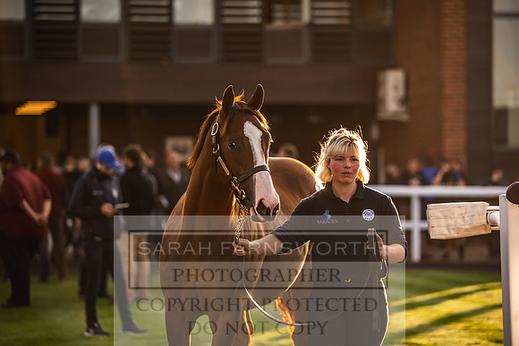 Goffs UK Premier Yearling Sale 2023-317