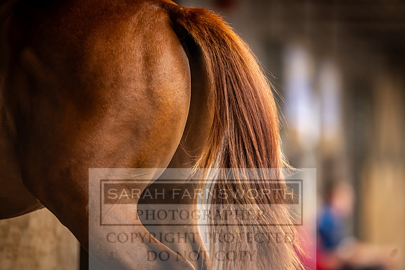 Goffs UK Premier Yearling Sale 2023-103