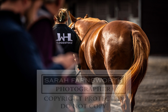 Goffs UK Premier Yearling Sale 2023-353