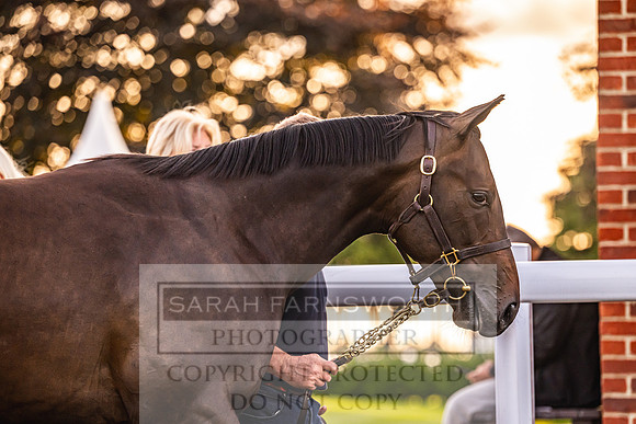 Goffs UK Premier Yearling Sale 2023-326