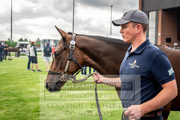 Goffs UK Premier Yearling Sale 2023-148