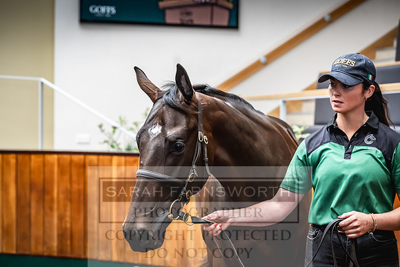 Goffs UK Premier Yearling Sale 2023-480