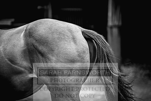 Goffs UK Premier Yearling Sale 2023-5