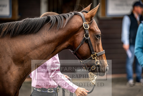 Goffs UK Premier Yearling Sale 2023-64