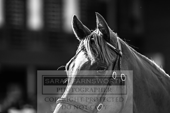 Goffs UK Premier Yearling Sale 2023-525
