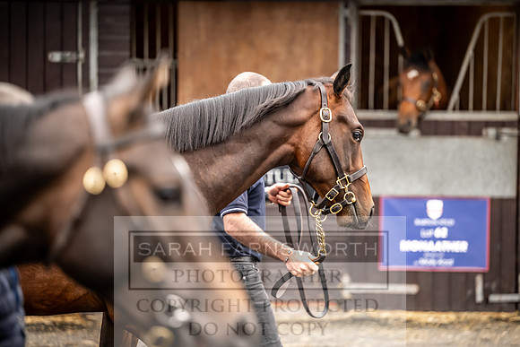 Goffs UK Premier Yearling Sale 2023-19