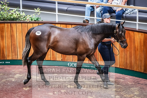 Goffs UK Premier Yearling Sale 2023-254
