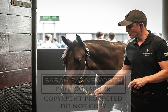 Goffs UK Premier Yearling Sale 2023-149