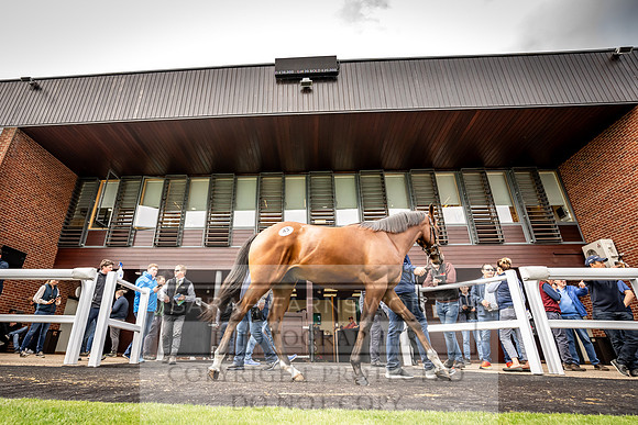 Goffs UK Premier Yearling Sale 2023-133