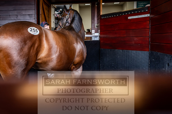 Goffs UK Premier Yearling Sale 2023-420