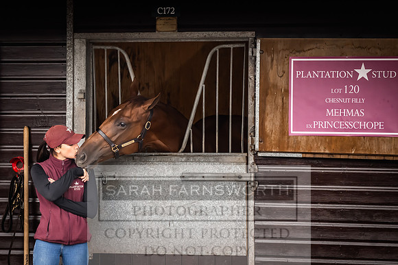 Goffs UK Premier Yearling Sale 2023-37