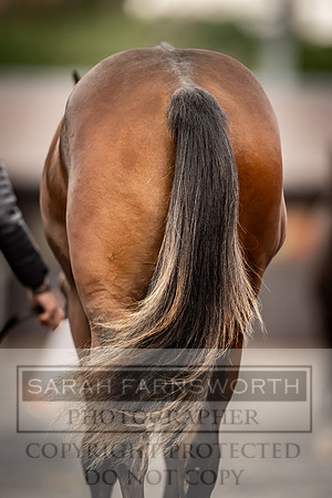 Goffs UK Premier Yearling Sale 2023-107
