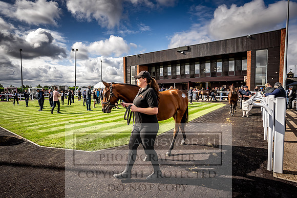 Goffs UK Premier Yearling Sale 2023-402