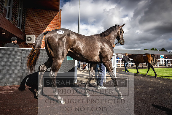 Goffs UK Premier Yearling Sale 2023-416