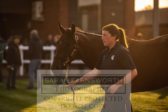 Goffs UK Premier Yearling Sale 2023-319