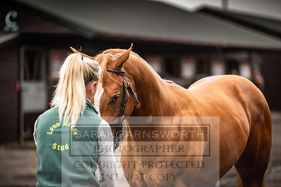 Goffs UK Premier Yearling Sale 2023-43