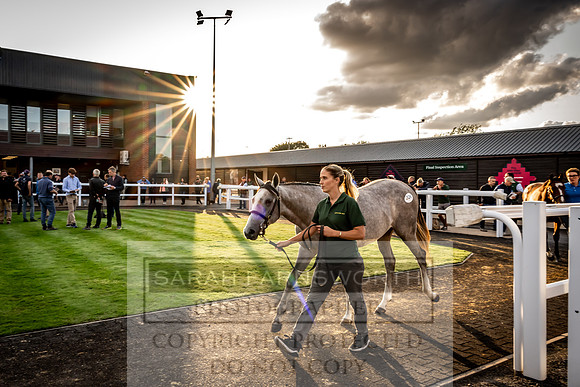 Goffs UK Premier Yearling Sale 2023-300