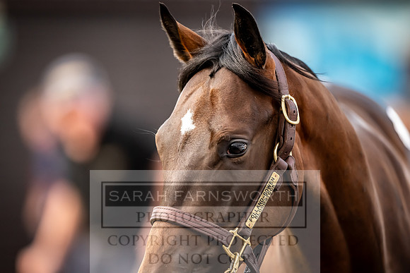 Goffs UK Premier Yearling Sale 2023-268