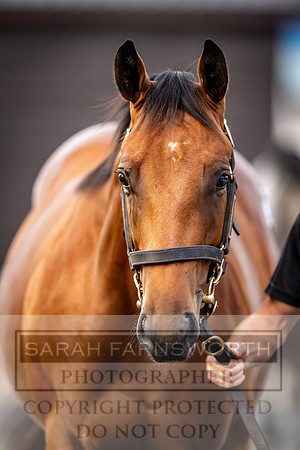 Goffs UK Premier Yearling Sale 2023-272