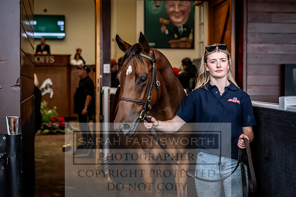 Goffs UK Premier Yearling Sale 2023-536