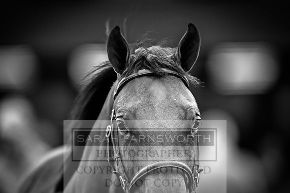 Goffs UK Premier Yearling Sale 2023-121
