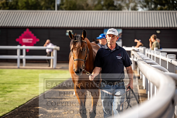 Goffs UK Premier Yearling Sale 2023-517