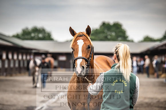 Goffs UK Premier Yearling Sale 2023-47
