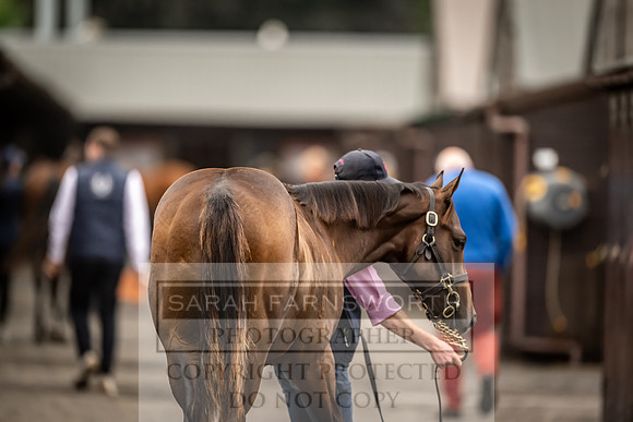 Goffs UK Premier Yearling Sale 2023-101