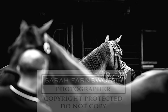 Goffs UK Premier Yearling Sale 2023-12