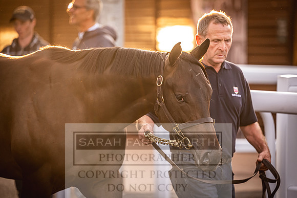 Goffs UK Premier Yearling Sale 2023-330