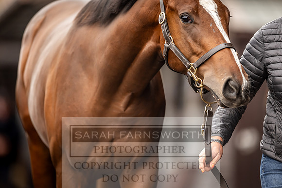 Goffs UK Premier Yearling Sale 2023-106