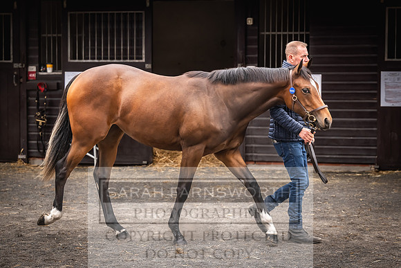 Goffs UK Premier Yearling Sale 2023-3