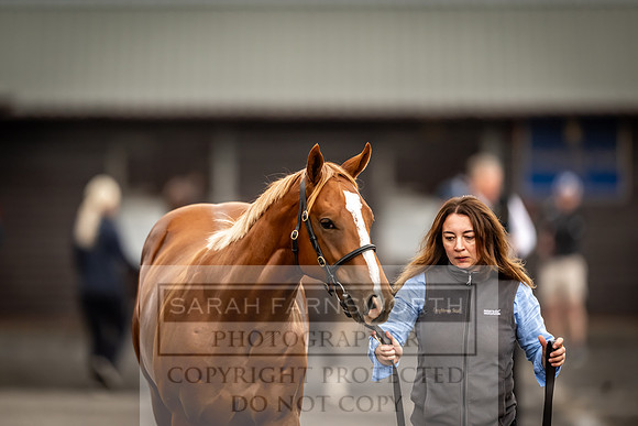 Goffs UK Premier Yearling Sale 2023-112